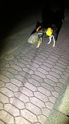 小山敏恵ブリーダーからお迎えした柴犬：京鳳虎次郎くん