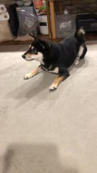 小山敏恵ブリーダーからお迎えした柴犬：京鳳虎次郎くん