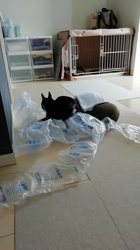 安藤牧子ブリーダーからお迎えしたチワワ(スムース)：アグロちゃん