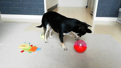 安藤牧子ブリーダーからお迎えしたチワワ(スムース)：アグロちゃん