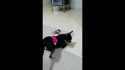安藤牧子ブリーダーからお迎えしたチワワ(スムース)：アグロちゃん