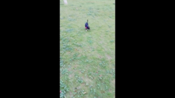 安藤牧子ブリーダーからお迎えしたチワワ(スムース)：アグロちゃん