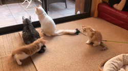 矢島啓行ブリーダーからお迎えしたマンチカン：ラムくん