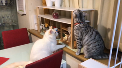 矢島啓行ブリーダーからお迎えしたマンチカン：ラムくん