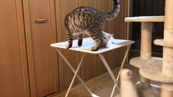 矢島啓行ブリーダーからお迎えしたマンチカン：ラムくん