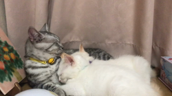 矢島啓行ブリーダーからお迎えしたマンチカン：ラムくん