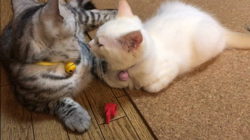 矢島啓行ブリーダーからお迎えしたマンチカン：ラムくん