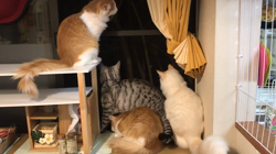 矢島啓行ブリーダーからお迎えしたマンチカン：ラムくん