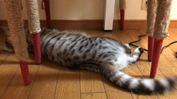 矢島啓行ブリーダーからお迎えしたマンチカン：ラムくん