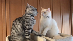 矢島啓行ブリーダーからお迎えしたマンチカン：ラムくん