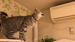 矢島啓行ブリーダーからお迎えしたマンチカン：ラムくん