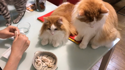 矢島啓行ブリーダーからお迎えしたマンチカン：ラムくん