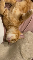 小林徹ブリーダーからお迎えしたアメリカンショートヘア：めるくん