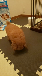 村瀬義亮ブリーダーからお迎えした母トイ・プードル×父マルチーズ：モカちゃん