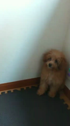 村瀬義亮ブリーダーからお迎えした母トイ・プードル×父マルチーズ：モカちゃん