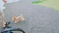 村瀬義亮ブリーダーからお迎えした母トイ・プードル×父マルチーズ：モカちゃん