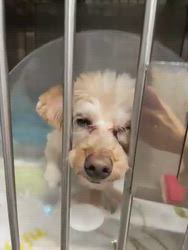 村瀬義亮ブリーダーからお迎えした母トイ・プードル×父マルチーズ：モカちゃん