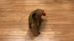 佐藤里美ブリーダーからお迎えした柴犬：はなちゃん