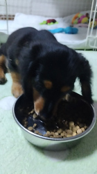 勝間大輝ブリーダーからお迎えしたカニンヘンダックスフンド(ロング)：HARUくん