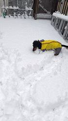 勝間大輝ブリーダーからお迎えしたカニンヘンダックスフンド(ロング)：HARUくん