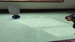 勝間大輝ブリーダーからお迎えしたカニンヘンダックスフンド(ロング)：HARUくん