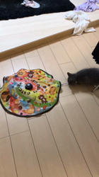 星野勉ブリーダーからお迎えしたマンチカン：ソフィちゃん