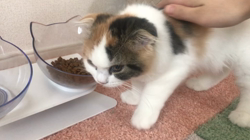 清洋一ブリーダーからお迎えしたスコティッシュフォールド：ぷん子ちゃん