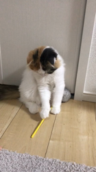 清洋一ブリーダーからお迎えしたスコティッシュフォールド：ぷん子ちゃん