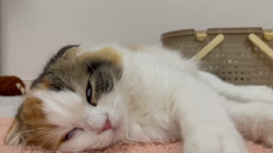 清洋一ブリーダーからお迎えしたスコティッシュフォールド：ぷん子ちゃん