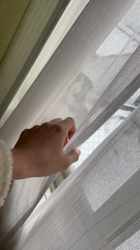 清洋一ブリーダーからお迎えしたスコティッシュフォールド：ぷん子ちゃん