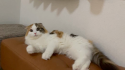 清洋一ブリーダーからお迎えしたスコティッシュフォールド：ぷん子ちゃん