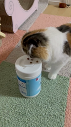 清洋一ブリーダーからお迎えしたスコティッシュフォールド：ぷん子ちゃん