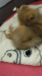 太田路子ブリーダーからお迎えしたポメラニアン：ときくん
