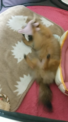 太田路子ブリーダーからお迎えしたポメラニアン：ときくん