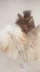 太田路子ブリーダーからお迎えしたポメラニアン：ときくん