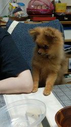 太田路子ブリーダーからお迎えしたポメラニアン：ときくん