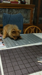 太田路子ブリーダーからお迎えしたポメラニアン：ときくん