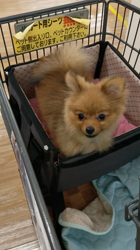 太田路子ブリーダーからお迎えしたポメラニアン：ときくん