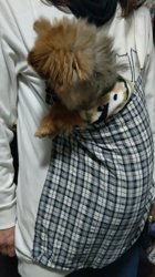 太田路子ブリーダーからお迎えしたポメラニアン：ときくん