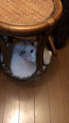 宮部幸美ブリーダーからお迎えしたラグドール：恋珀（こはく）ちゃん