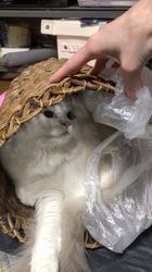 宮部幸美ブリーダーからお迎えしたラグドール：恋珀（こはく）ちゃん