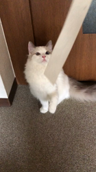 宮部幸美ブリーダーからお迎えしたラグドール：恋珀（こはく）ちゃん