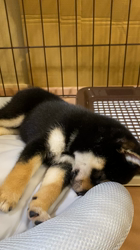 古川政美ブリーダーからお迎えした柴犬：レンちゃん