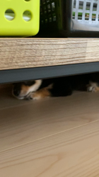 古川政美ブリーダーからお迎えした柴犬：レンちゃん