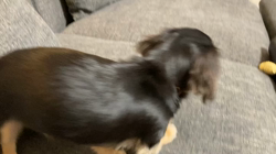 高野明子ブリーダーからお迎えしたミニチュアダックスフンド(ロング)：カカオくん