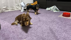 高野明子ブリーダーからお迎えしたミニチュアダックスフンド(ロング)：カカオくん