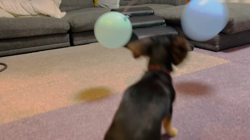 高野明子ブリーダーからお迎えしたミニチュアダックスフンド(ロング)：カカオくん