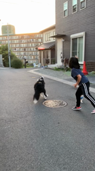 大久保剛志ブリーダーからお迎えしたボーダーコリー：レックスくん