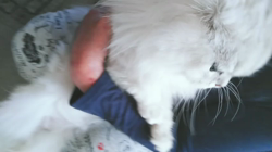 後藤嘉茂ブリーダーからお迎えしたペルシャ(チンチラ)：ムーミャンくん