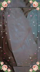 後藤嘉茂ブリーダーからお迎えしたペルシャ(チンチラ)：ムーミャンくん